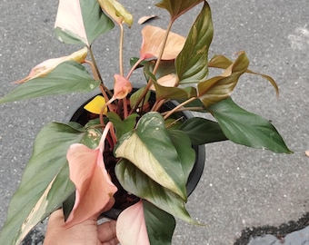 ホマロメナ　斑入り　南スマトラ産 ホマロメナ ピンクダイヤモンド 斑入り (M) - Etsy 日本