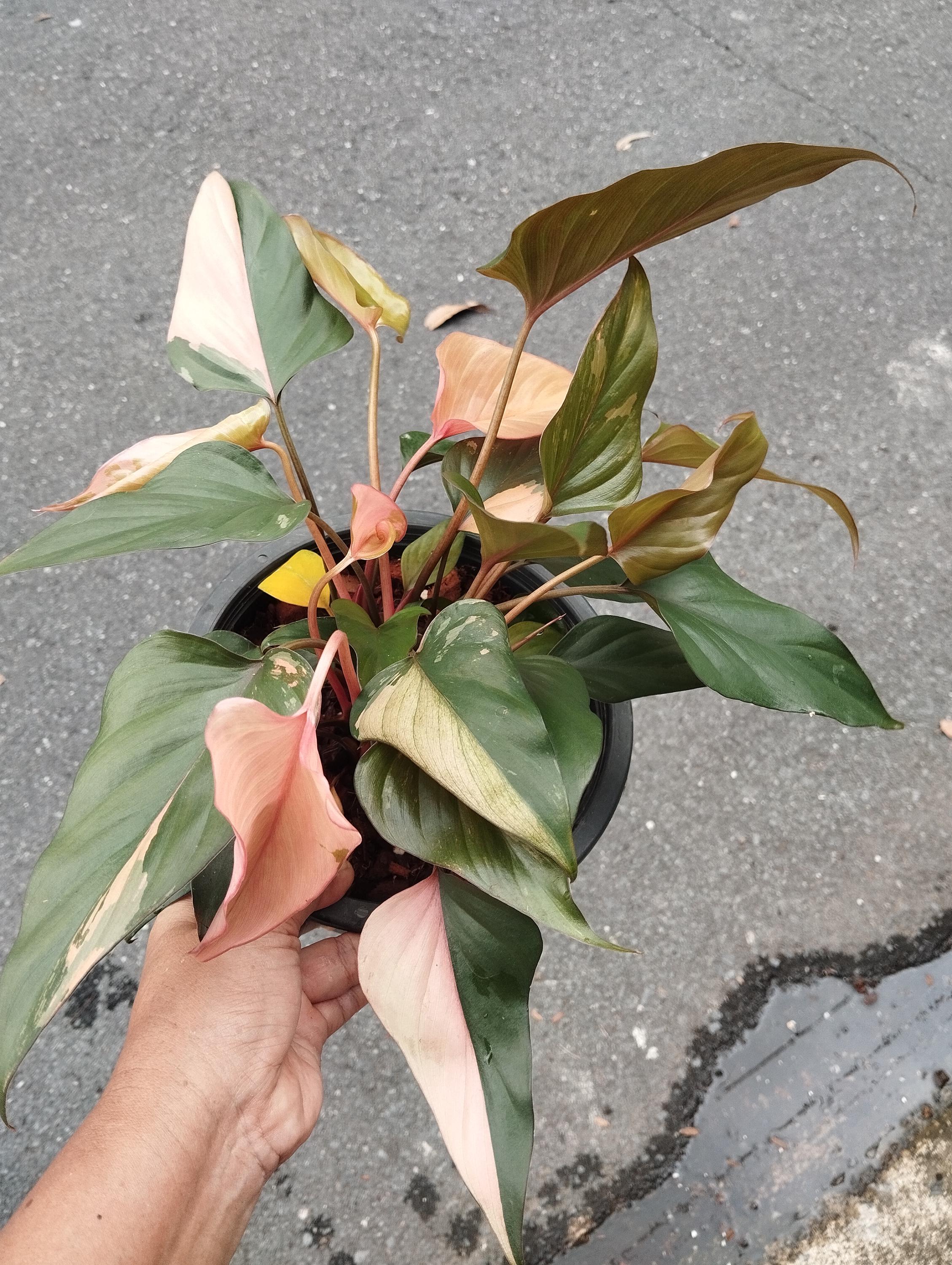 ホマロメナ　斑入り　南スマトラ産 🦍-TGK-r50827lh- 🦍 / Homalomena sp. 'Chamaecladon Clade