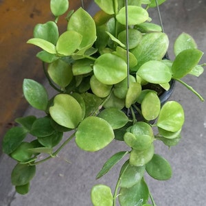 Hoya Biakensis Spritzer