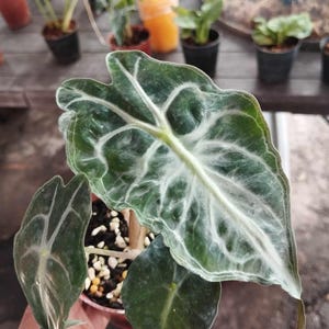 アロカシア ヴェノム 小苗① 葉2枚 約10cm _ 『 アロカシア・ヴェノム 』 Alocasia 'Venom' 追加養生済み
