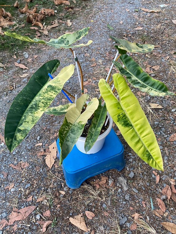 neem oil for plants Captain Jack's Neem Oil – Sow Exotic