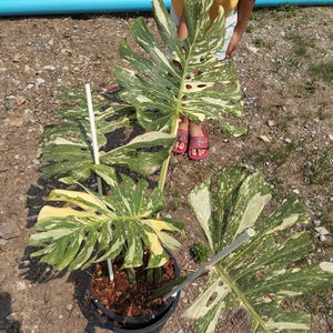 Monstera Cream Brulee variegated (L)