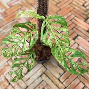 Monstera  Adansonii ssp. Laniata mottled