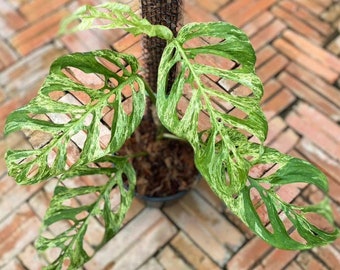 Monstera  Adansonii ssp. Laniata mottled
