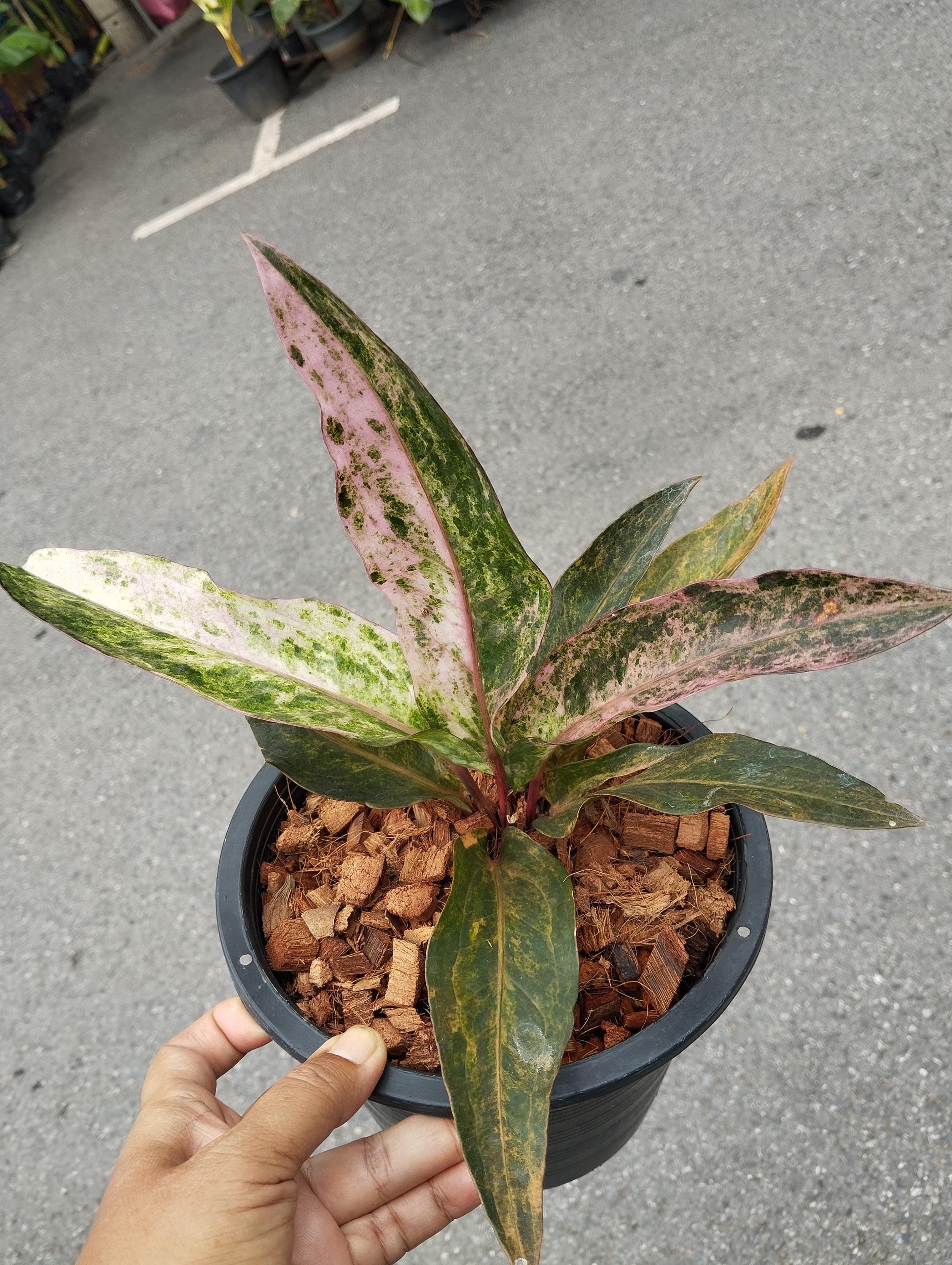 登場! アンスリウム 日本 Etsy - 斑入り ピンク ルネッサンス その他観葉植物