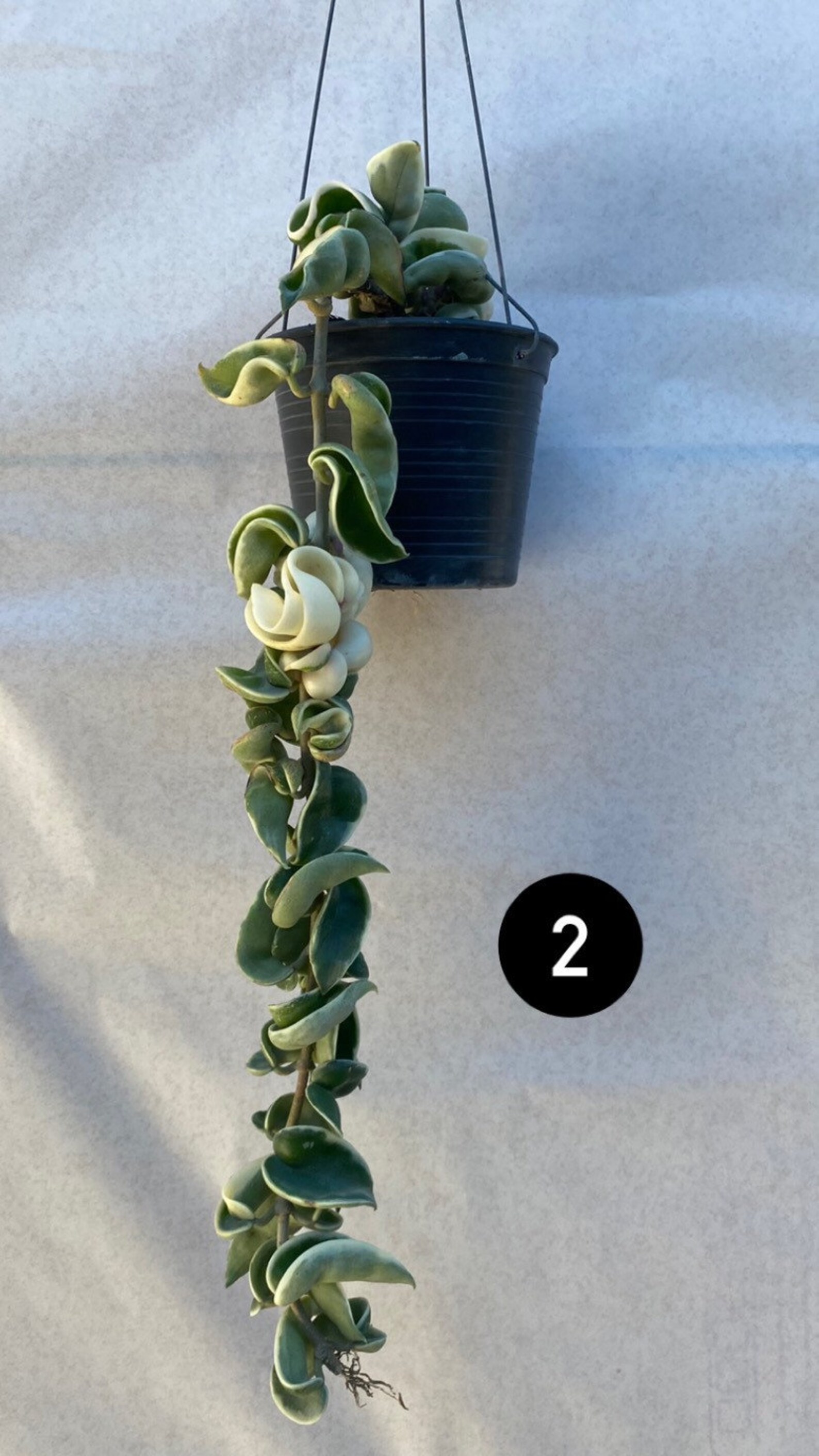 Hoya Compacta Long VariegatedHindu Rope Etsy