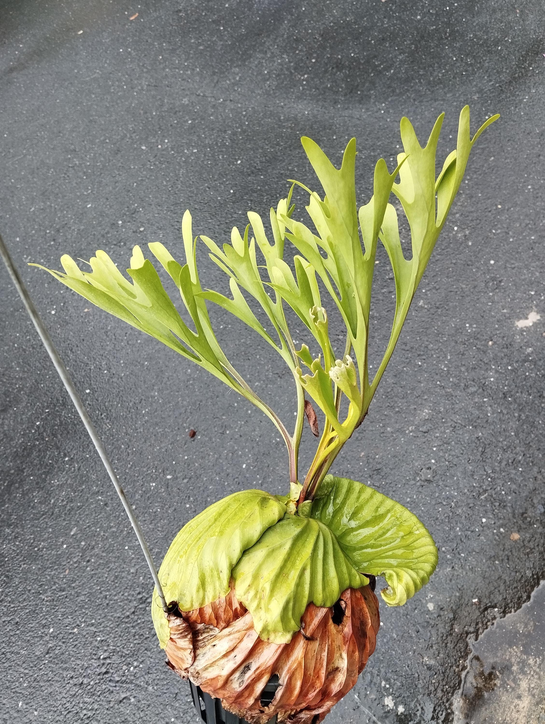 【新品】Ozwrt Spirit of Platycerium Ridleyig Platycerium ridleyi var. Round