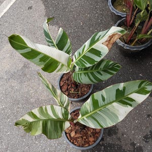 Banana Musa Florida variegated