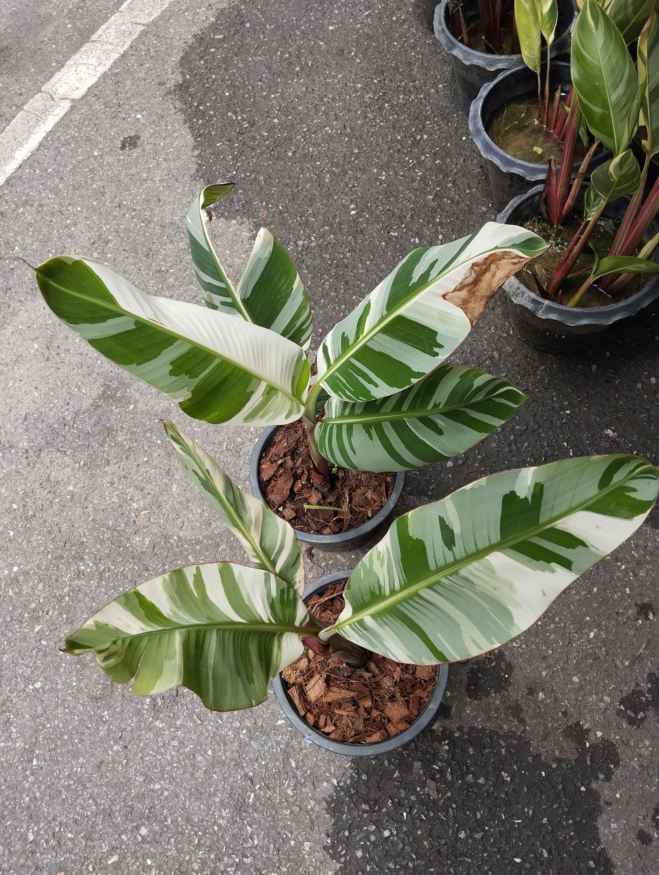 落葉樹 2025.07.25 Florida variegated. 落葉樹 2025.07.25 Florida variegated. The best new trees and