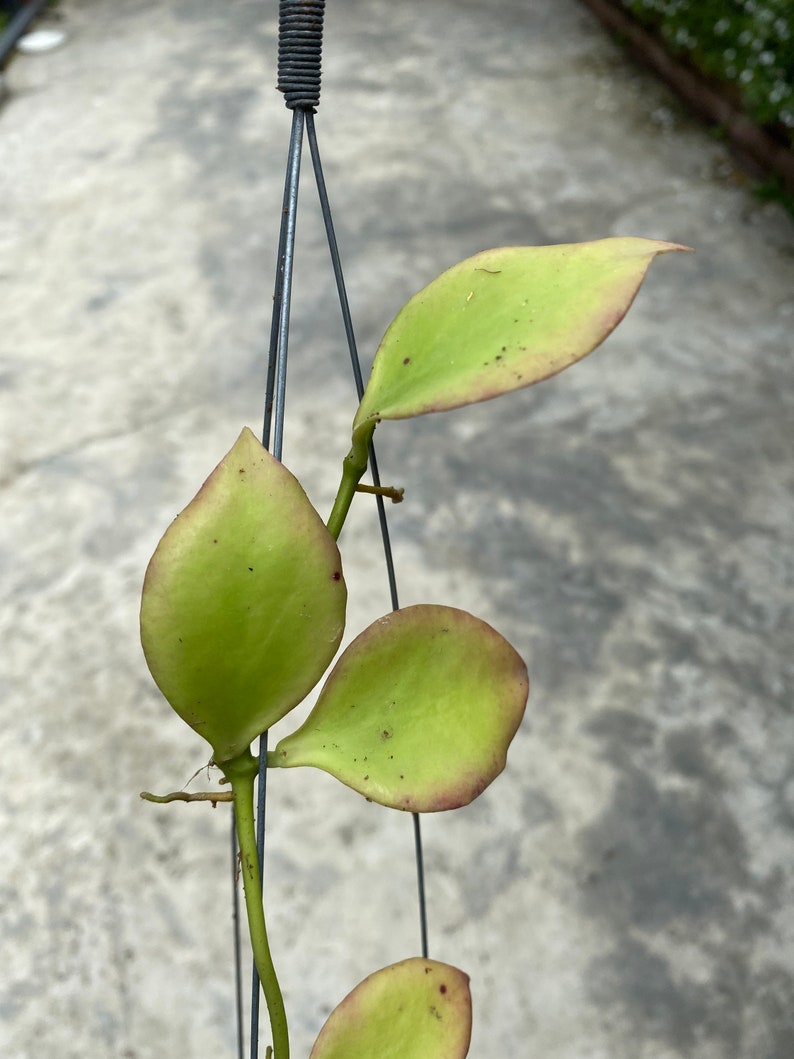 shops discount online Hoya Pseudo Littoralis offers up to