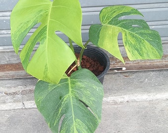 Monstera Green on Green Variegated