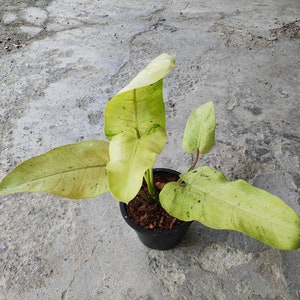 Peut inclure: Une plante en pot avec de grandes feuilles vert clair. Les feuilles ont une apparence légèrement jaunâtre et sont disposées en éventail. La plante est dans un pot en plastique noir avec de la terre brune.