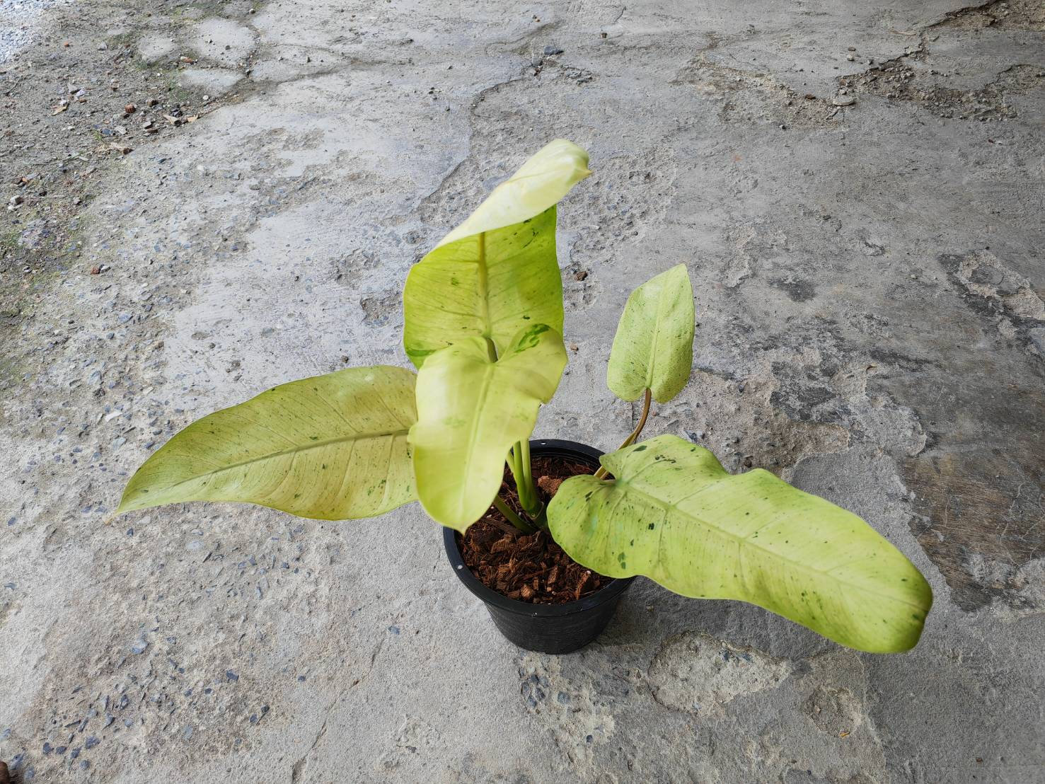 Philodendron whipple way - Etsy 日本