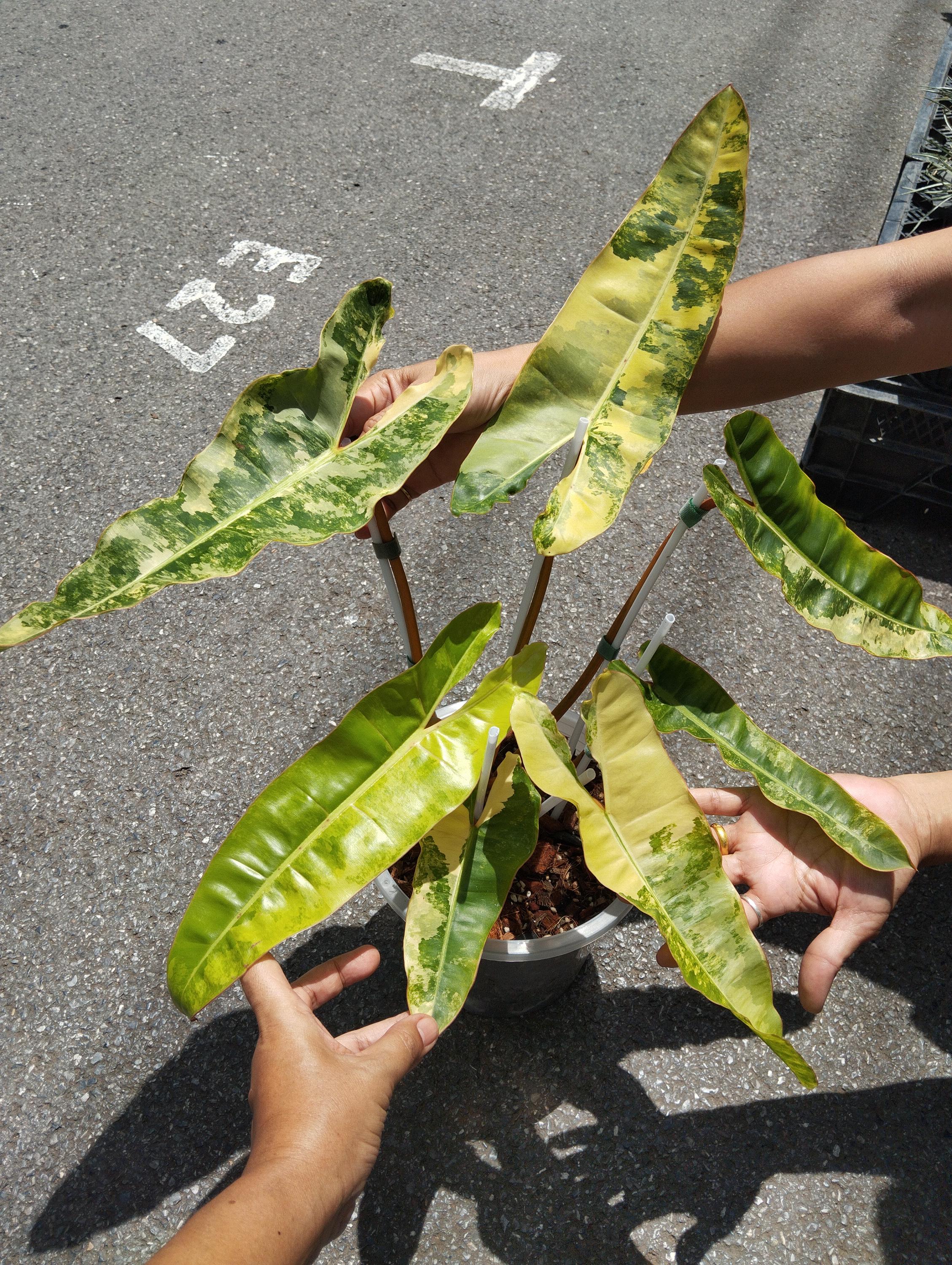 Philodendron billietiae variegated - Etsy 日本