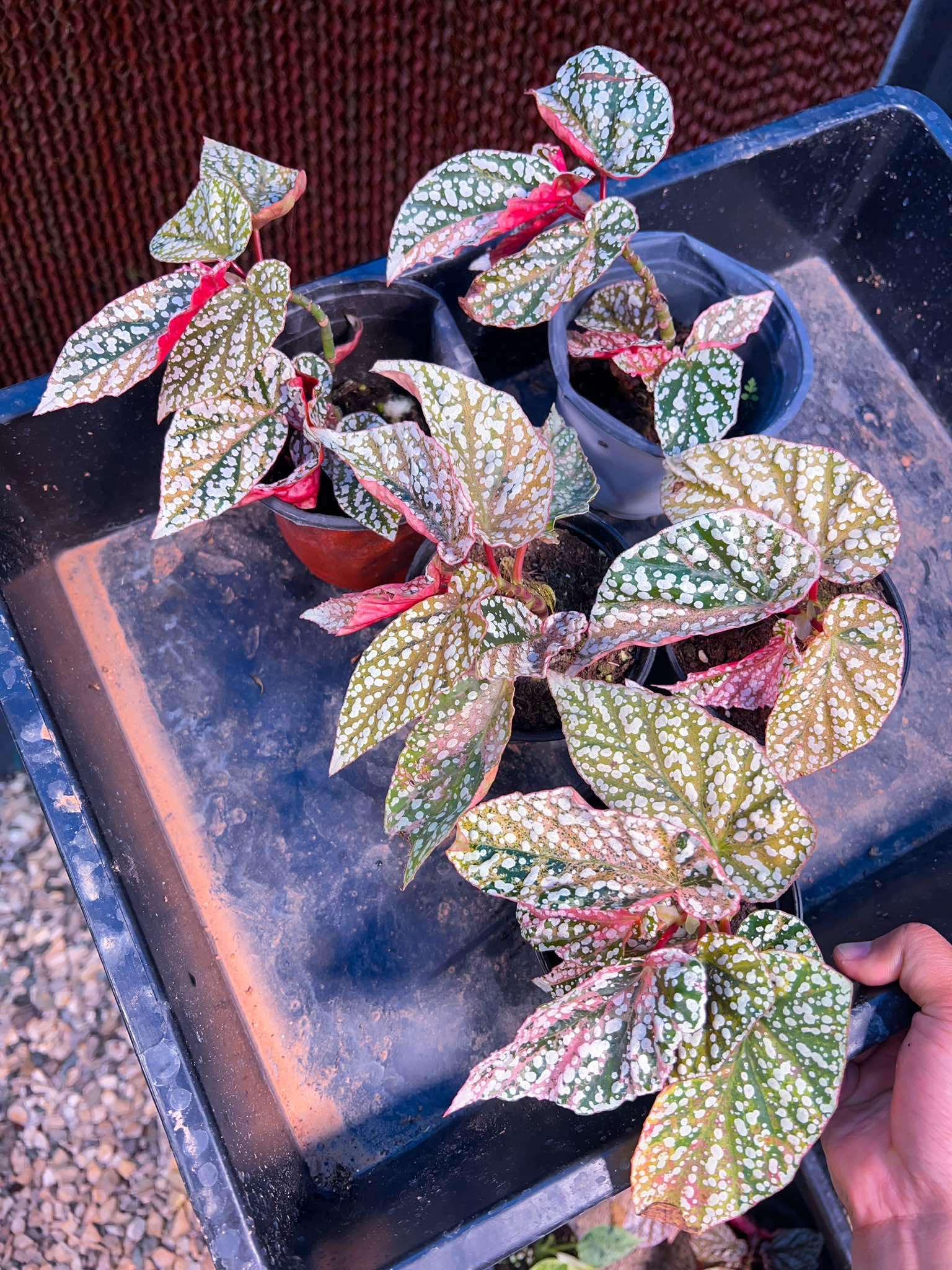 ベゴニア スノーキャップ 斑入り - Nurseryplants による制作 ベゴニア スノーキャップ 斑入り - Nurseryplants による制作