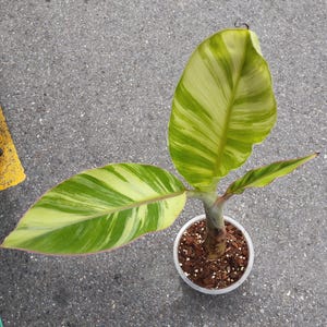 Banana Stunted / Musa acuminata or Kluai Namwa kom variegated