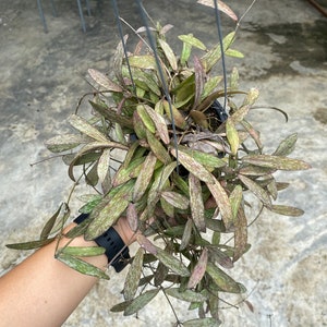 Hoya Sigillatis