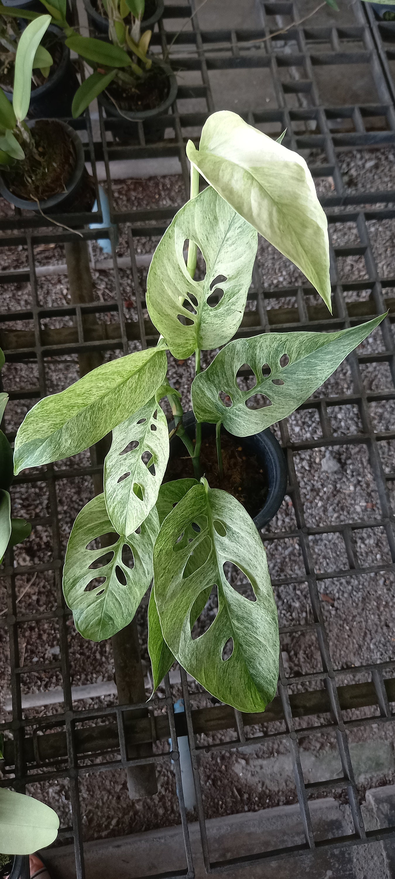 Monstera Laniata Mint Variegated - Etsy