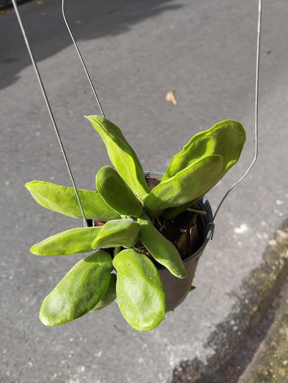 Dischidia Major - Etsy Israel