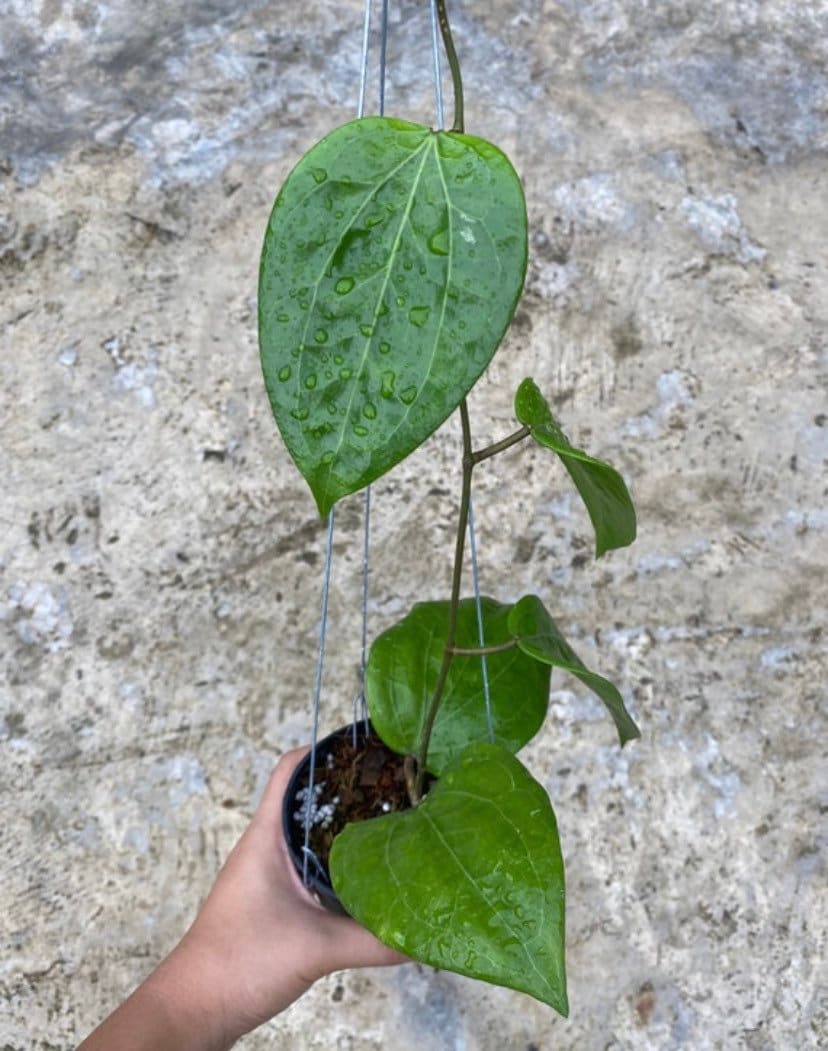 Hoya glabra - Etsy 日本