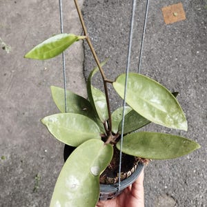 Hoya silver dollar - Etsy 日本