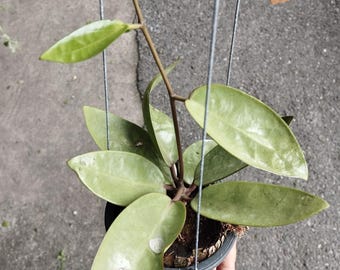 Hoya Silver Dollar