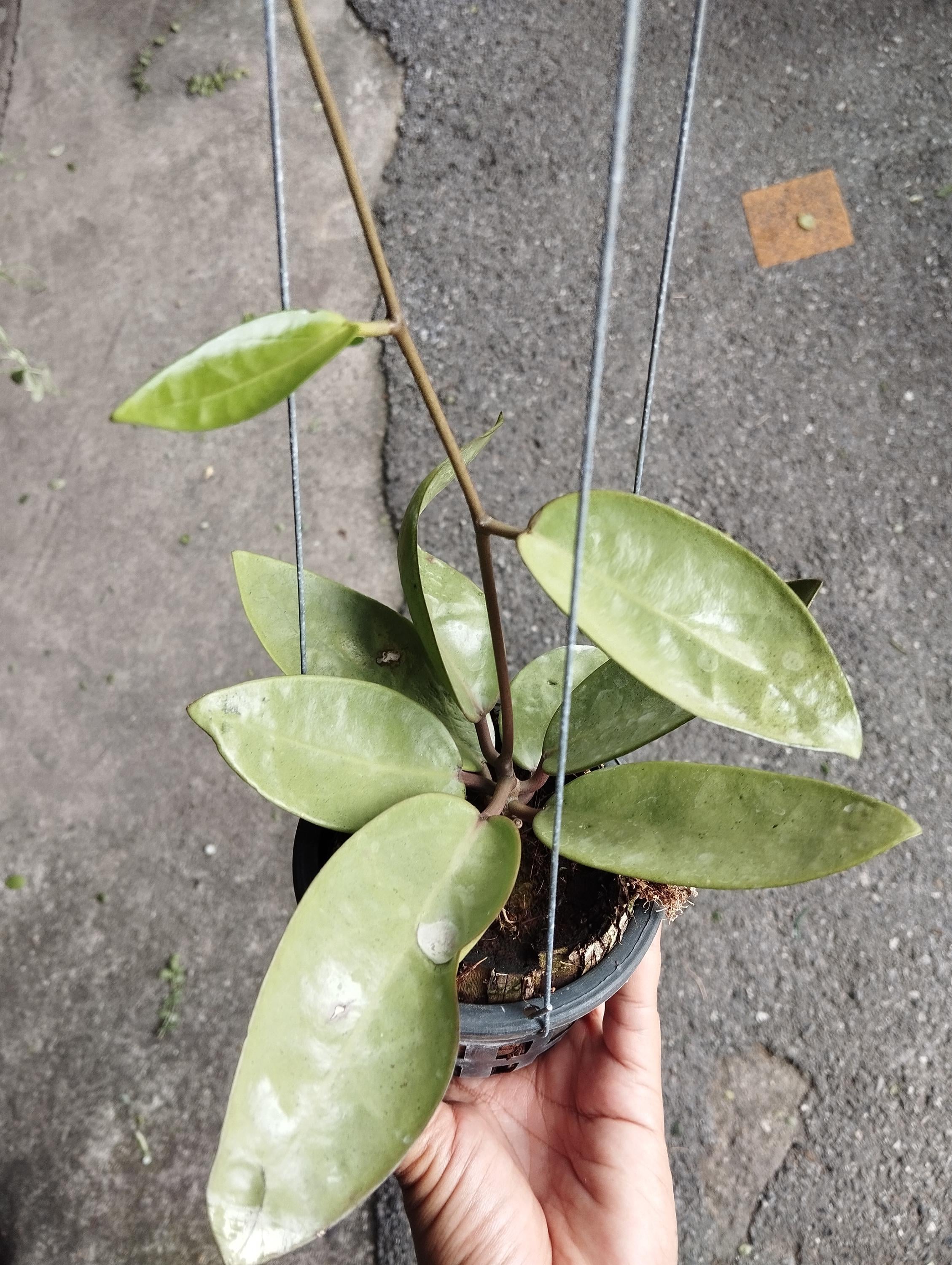 Hoya silver dollar - Etsy 日本