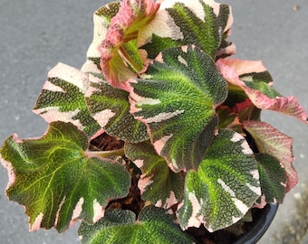 アンスリウム グリーンマンバ × パピリラミナム 斑入り Anthurium アンスリウム パピリラミナム×グリーンマンバ 斑入り - Etsy 日本