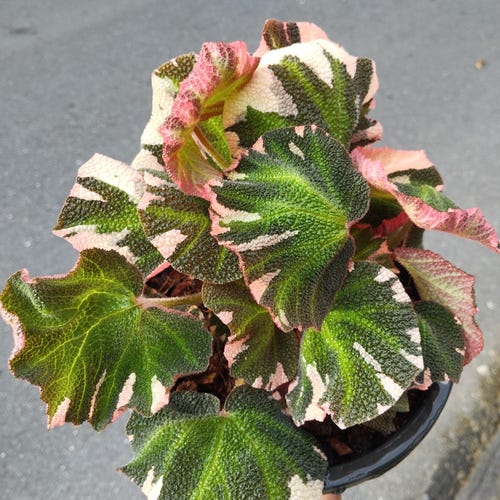 Begonia soli mutata Var│ベゴニア ソリムタータ ピンク④ Begonia Soli Mutata Variegated - Etsy