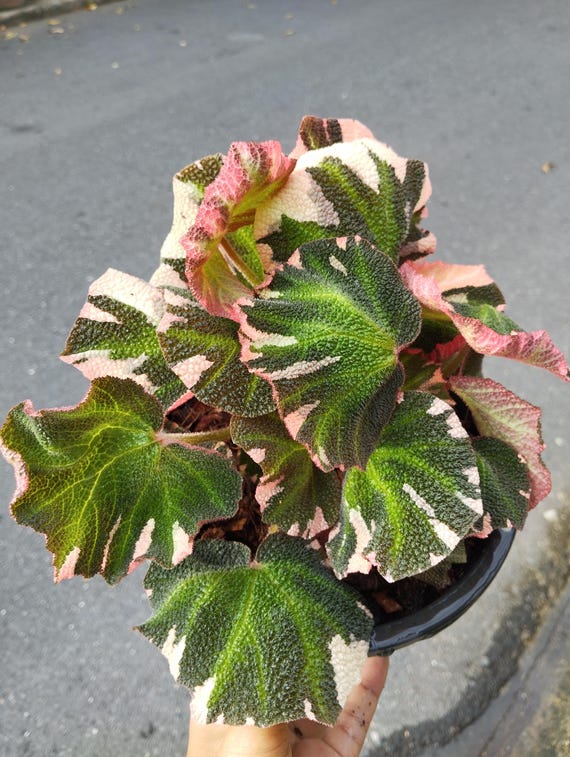 Begonia Soli Mutata Variegated - Etsy