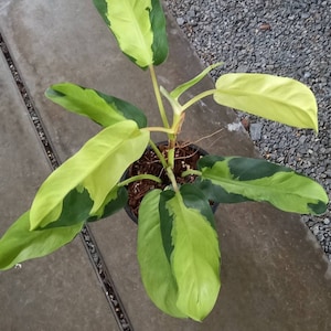 Philodendron Thai Sunrise - Etsy