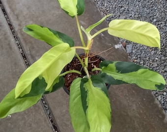 Philodendron Thai Sunrise Variegated - Etsy