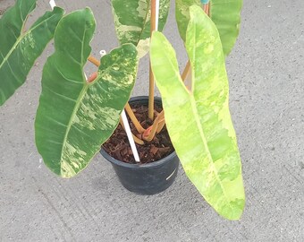 Philodendron Billitae Variegated