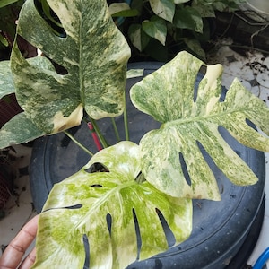 Monstera legacy - Etsy 日本