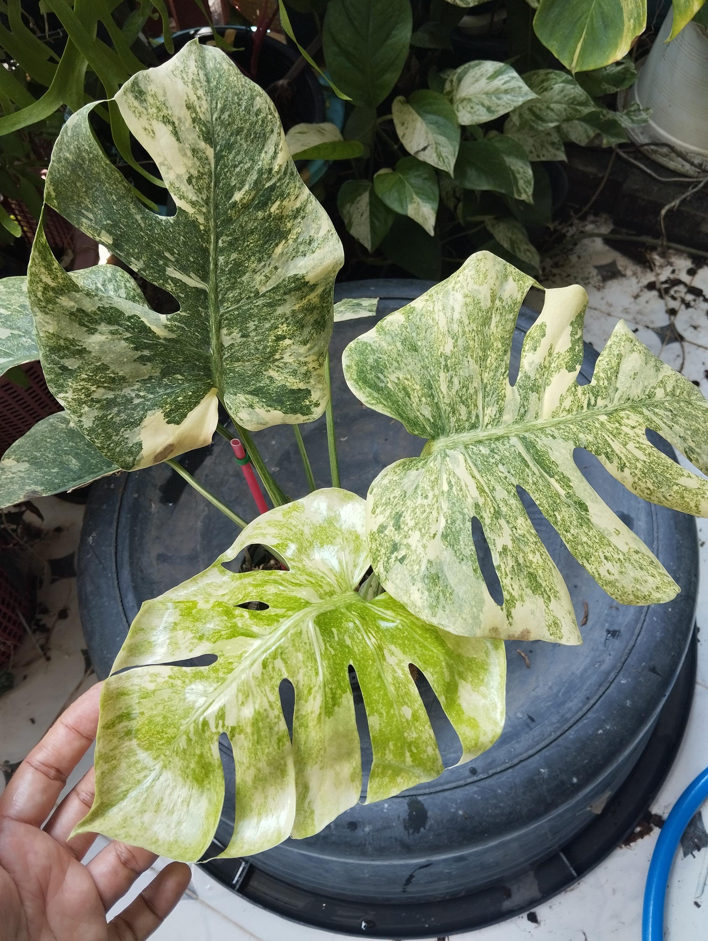 Monstera legacy - Etsy 日本