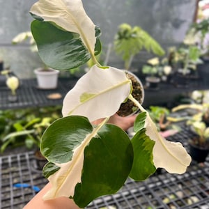 Monstera white lava - Etsy 日本