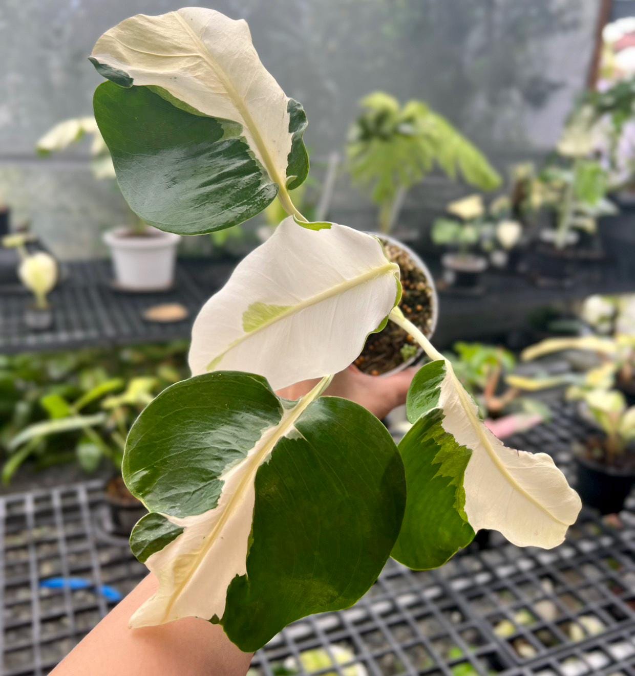 Monstera white lava - Etsy 日本