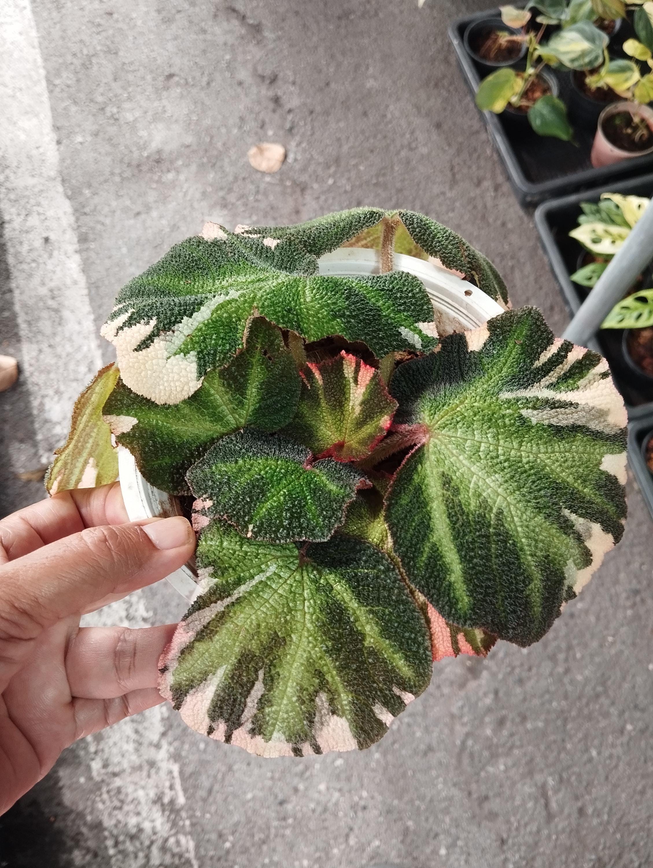 専用❣️Begonia Solimutata variegated ソリムタータ Begonia Soli-mutata variegated (Sun-changing Begonia