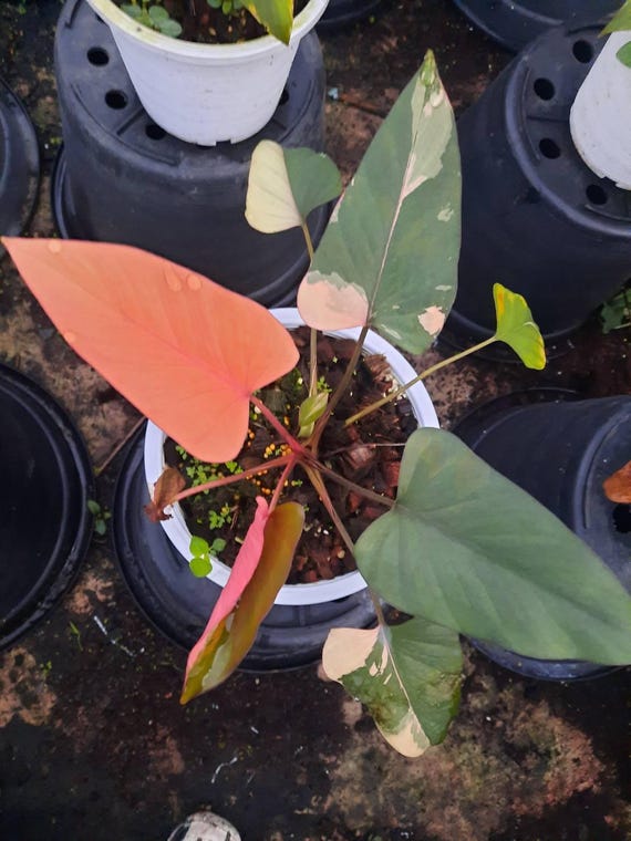 Homalomena Pink Diamond Variegated (M) - Etsy