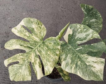 Monstera Legacy bont