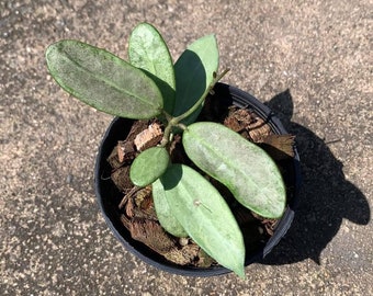 Hoya Silver Lady (((((hoya))))) Phyto -cer//// - Etsy
