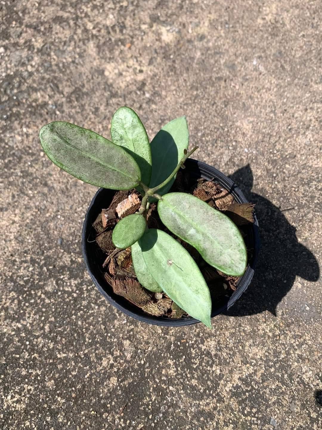 Hoya Silver Lady - Etsy