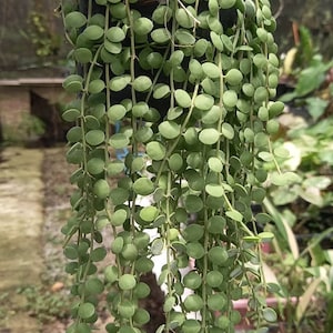 Op de afbeelding: Een hangende plant met lange, hangende stengels en kleine, ronde, groene bladeren. De plant zit in een zwarte pot en hangt aan een draad.