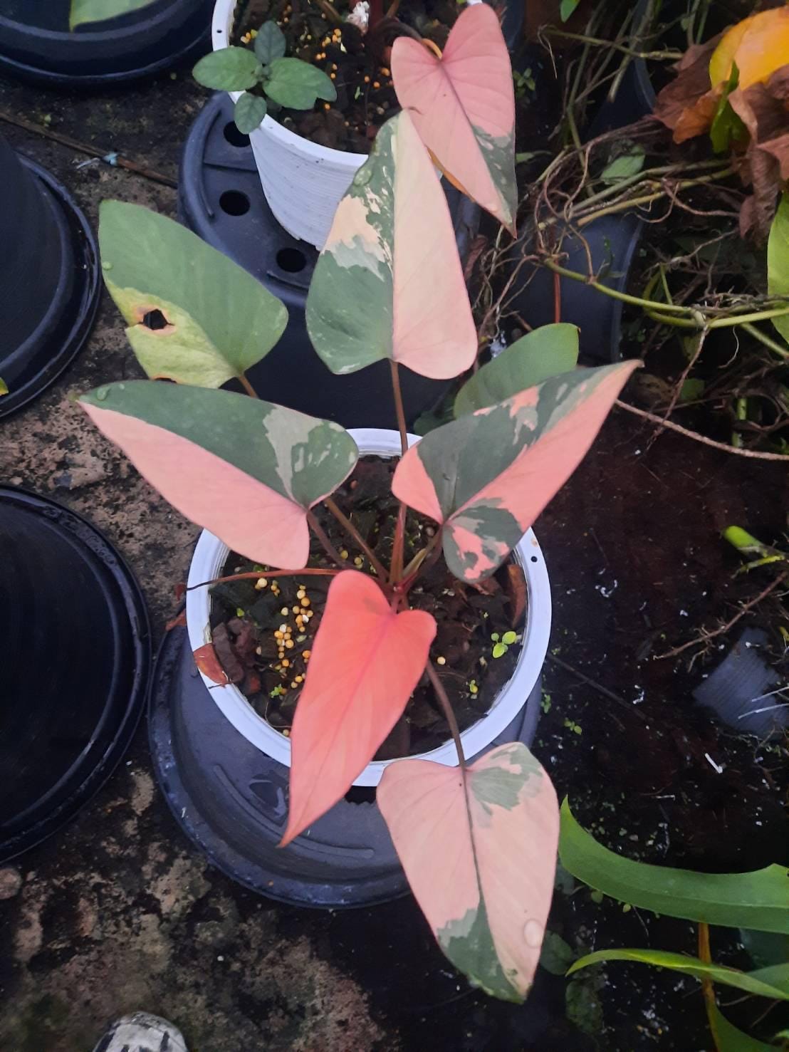 funako.希少　ホマロメナ　ピンクダイアモンド funako.様専用希少 ホマロメナ ピンクダイアモンド