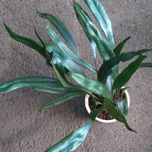 Microsorum Thailandica (blauwe olievaren)