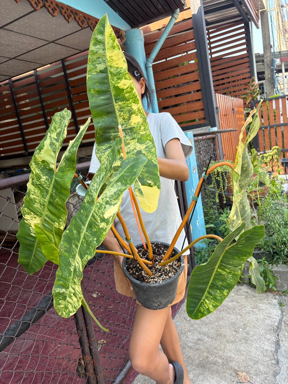 Philodendron billietiae variegated - Etsy 日本