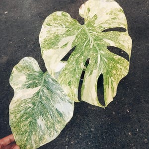 リアル モンステラ レガシー リアル モンステラ レガシー