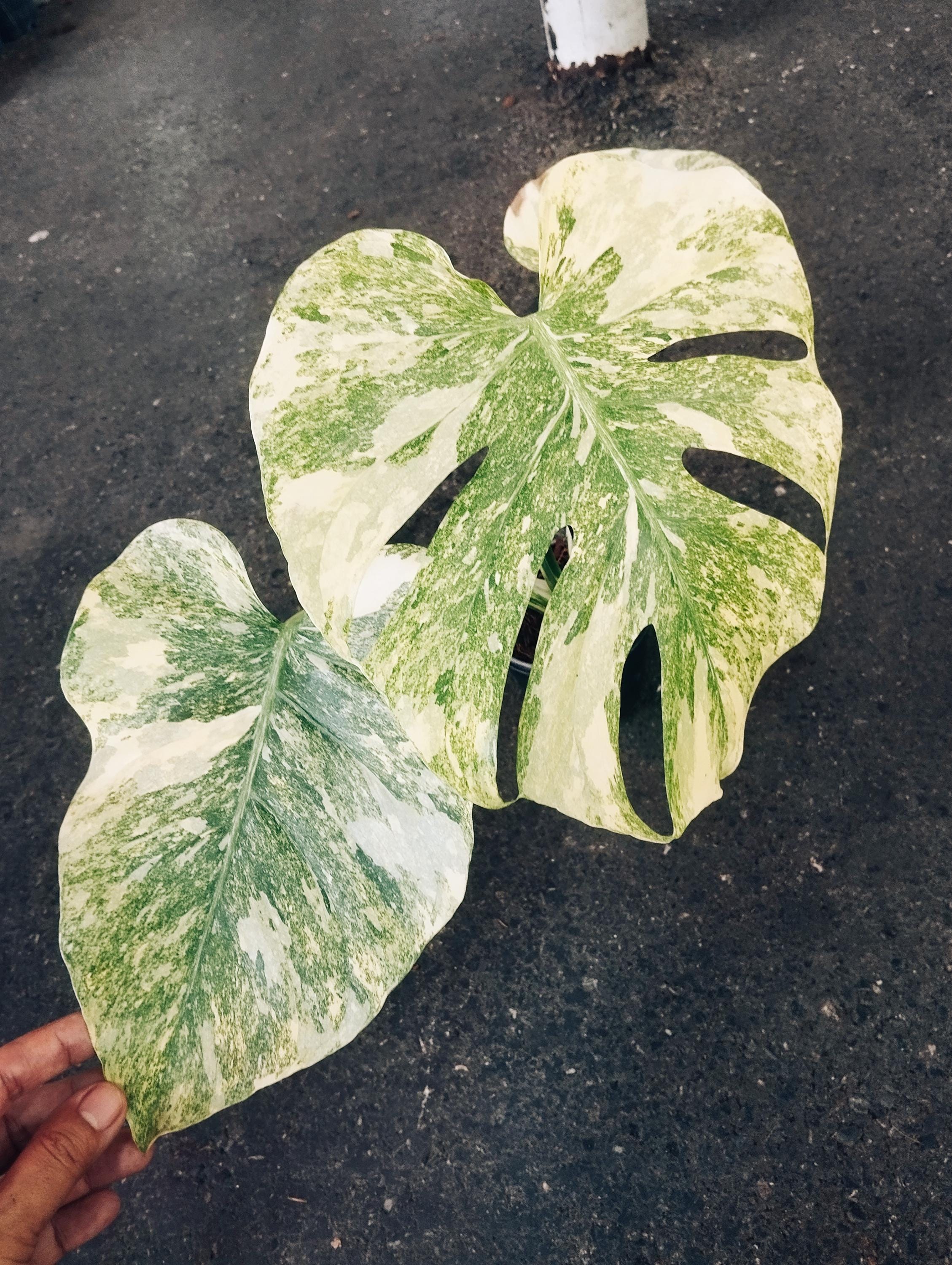 Monstera legacy - Etsy 日本