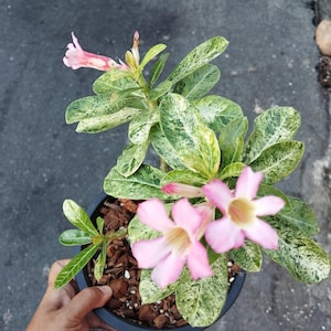 Op de afbeelding: Een plant in een pot met roze bloemen en bonte groene en witte bladeren. De plant staat in een zwarte pot met bruine mulch.
