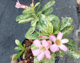 Mármol Adenium abigarrado